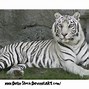 Image result for White Tiger Male
