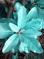Image result for Poisonous Plants in Texas