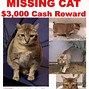 Image result for East Coast Cats Catights