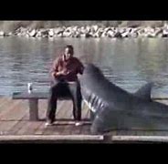 Image result for Shark Kills Man