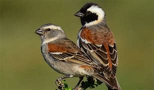 Image result for public domain picture of sparrows