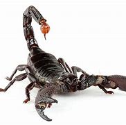 Image result for cool scorpion