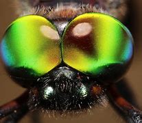 Image result for Coolest Bugs