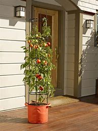 Image result for Garden Tomato Cages