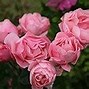Image result for Queen Elizabeth Rose, 3 Gal- A Profusion Of Reblooming Pink Roses