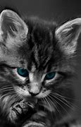 Image result for Cat Wallpapers for Your Kindle