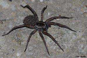 Image result for Spiders of East Texas