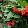 Image result for Indoor Wall Hanging Plants