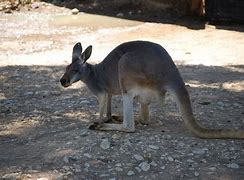 Image result for Australia Zoo Staff