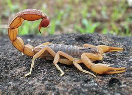 Image result for Red Scorpion