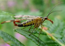 Image result for Scorpion Bee