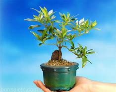 Image result for Gardenia Bonsai Tree Gift
