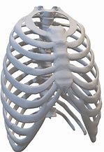 Image result for Cute Rib Cage