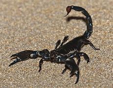 Image result for Scorpion Statue