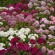 Image result for Perennial Flower Plants List