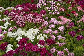 Image result for Small Perennial Flowers