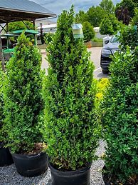 Image result for Upright Boxwood Varieties