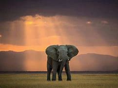 Image result for Beautiful Elephant Photography
