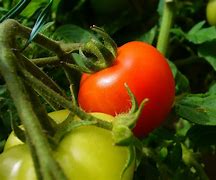 Image result for Tomato Plant