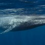 Image result for Baleen Whale Calf