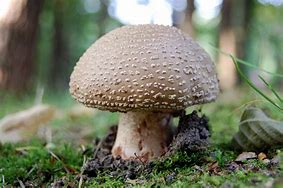 Image result for Medicinal Mushrooms