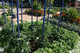 Image result for Stakes for Tomato Plants