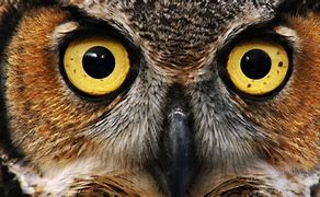Image result for Owl Eyes