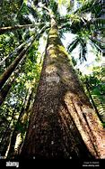Image result for Cedar Tree Australia