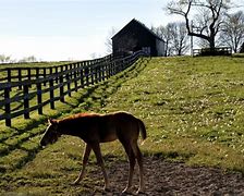 Image result for Horse Farms in Kentucky Tours