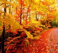 Image result for Fall Autumn Leaves Desktop