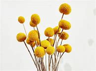 Image result for Yellow Billy Balls Bouquet