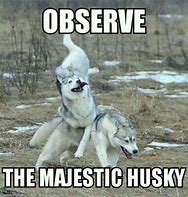 Image result for Cute Husky Meme