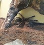 Image result for Cute Tarantula