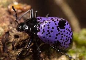 Image result for Cool Beetles