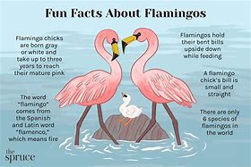 Image result for Flamingo Life Cycle Stages