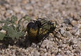 Image result for Desert Insects