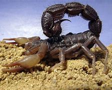 Image result for Deadly Scorpions in Trinidad