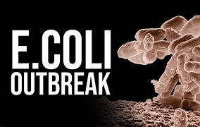 Image result for E. Coli Outbreak