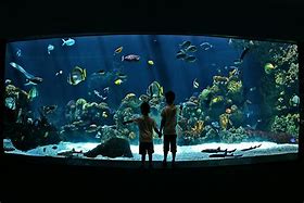 Image result for Minnesota Zoo Aquarium