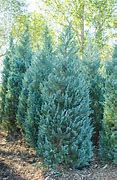 Image result for Moonglow Juniper 1 Container
