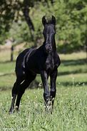 Image result for Baby Black Horse