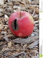 Image result for Apple Laying Down