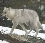 Image result for Wolf 1080 Px by 1080 Px