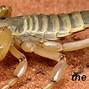 Image result for What Do Scorpion Burrows Look Like