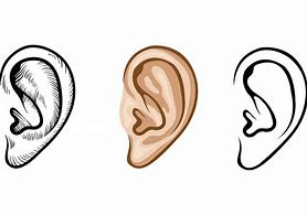 Image result for Human Ear Clip Art