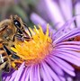 Image result for Honey Bee Head