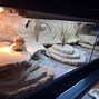 Image result for Bearded Dragon Cage Decor
