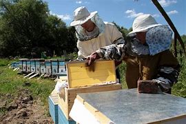 Image result for Honey Extraction