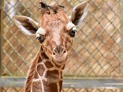 Image result for Ugly Baby Giraffe