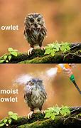 Image result for Cute Owl Puns